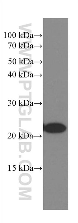 Rac1 Mouse anti-Human, Mouse, Rat, Clone: 4A4B11, Proteintech:Antibodies:Primary