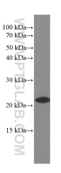 Rac1 Mouse anti-Human, Mouse, Rat, Clone: 4A4B11, Proteintech:Antibodies:Primary