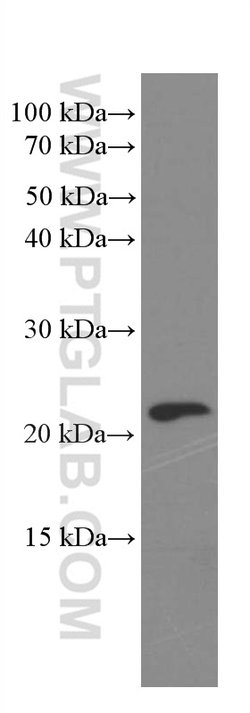 Rac1 Mouse anti-Human, Mouse, Rat, Clone: 4A4B11, Proteintech:Antibodies:Primary