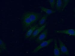 APOL1 Mouse anti-Human, Clone: 1G12D11, Proteintech:Antibodies:Primary