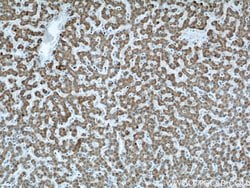 APOL1 Mouse anti-Human, Clone: 1G12D11, Proteintech:Antibodies:Primary