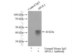 APOL1 Mouse anti-Human, Clone: 1G12D11, Proteintech:Antibodies:Primary
