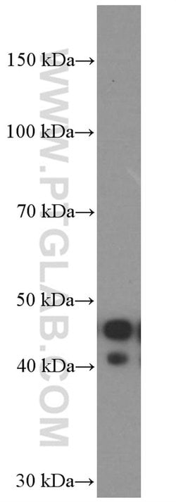 APOL1 Mouse anti-Human, Clone: 1G12D11, Proteintech:Antibodies:Primary