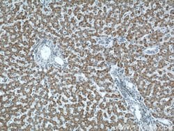 APOL1 Mouse anti-Human, Clone: 1G12D11, Proteintech:Antibodies:Primary