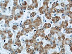 APOL1 Mouse anti-Human, Clone: 1G12D11, Proteintech:Antibodies:Primary