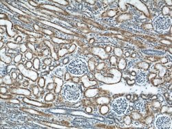 APOL1 Mouse anti-Human, Clone: 1G12D11, Proteintech:Antibodies:Primary