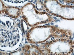 APOL1 Mouse anti-Human, Clone: 1G12D11, Proteintech:Antibodies:Primary