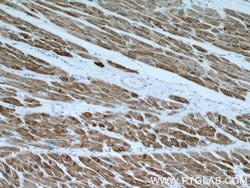 ACTC1 Mouse anti-Human, Mouse, Porcine, Rat, Clone: 1F2B9, Proteintech