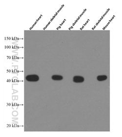 ACTC1 Mouse anti-Human, Mouse, Porcine, Rat, Clone: 1F2B9, Proteintech