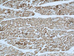 ACTC1 Mouse anti-Human, Mouse, Porcine, Rat, Clone: 1F2B9, Proteintech