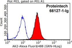 AK2 Mouse anti-Human, Clone: 3H2C10, Proteintech 150 &mu;L | Buy Online | Proteintech Group Inc | Fisher Scientific
