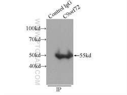 C9orf72 Mouse anti-Human, Mouse, Rat, Clone: 3D2H6, Proteintech 20 &mu;L;