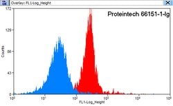 HBE1 Mouse anti-Human, Clone: 2C11G6, Proteintech:Antibodies:Primary Antibodies