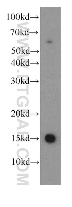 HBE1 Mouse anti-Human, Clone: 2C11G6, Proteintech:Antibodies:Primary Antibodies