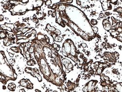 Ceruloplasmin Mouse anti-Human, Rat, Clone: 3C8A5, Proteintech:Antibodies:Primary