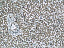 Ceruloplasmin Mouse anti-Human, Rat, Clone: 3C8A5, Proteintech:Antibodies:Primary