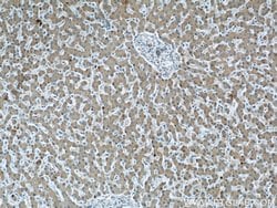 C3/C3b/C3c Mouse anti-Human, Clone: 2A6B3, Proteintech:Antibodies:Primary