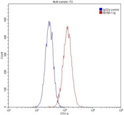 TBP Mouse anti-Human, Mouse, Porcine, Rat, Clone: 2H3B2, Proteintech 150