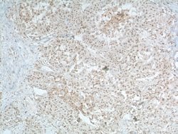 TBP Mouse anti-Human, Mouse, Porcine, Rat, Clone: 2H3B2, Proteintech 150