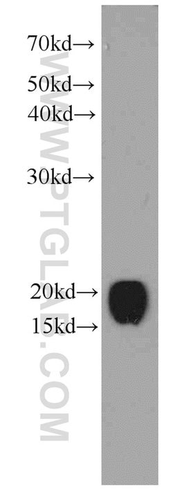 CNPY2/MSAP Mouse anti-Human, Mouse, Rat, Clone: 1G8G11, Proteintech:Antibodies:Primary