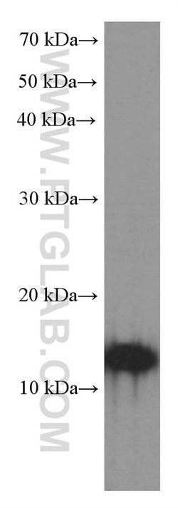 CNPY2/MSAP Mouse anti-Human, Mouse, Rat, Clone: 1G8G11, Proteintech:Antibodies:Primary