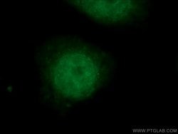 SMARCE1 Mouse anti-Human, Clone: 1F3D6, Proteintech 150 &mu;L; Unconjugated:Antibodies,