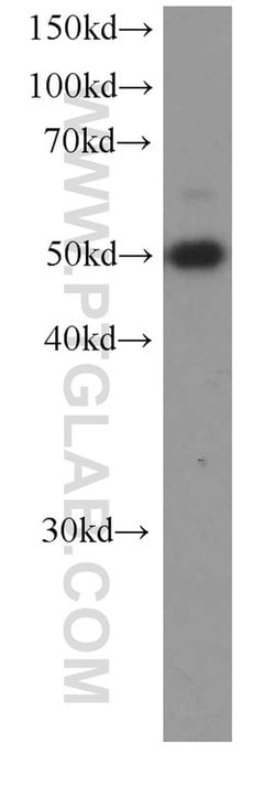 SMARCE1 Mouse anti-Human, Clone: 1F3D6, Proteintech 150 &mu;L; Unconjugated:Antibodies,