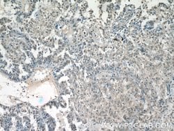SMARCE1 Mouse anti-Human, Clone: 1F3D6, Proteintech 150 &mu;L; Unconjugated:Antibodies,