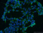 Thumbnail_HSP70 Mouse anti-Human, Mouse, Rat, Yeast, Clone: 4E7E5, Proteintech 150