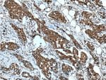 Thumbnail_HSP70 Mouse anti-Human, Mouse, Rat, Yeast, Clone: 4E7E5, Proteintech 150