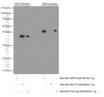Thumbnail_HSP70 Mouse anti-Human, Mouse, Rat, Yeast, Clone: 4E7E5, Proteintech 150