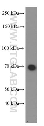 Thumbnail_HSP70 Mouse anti-Human, Mouse, Rat, Yeast, Clone: 4E7E5, Proteintech 150
