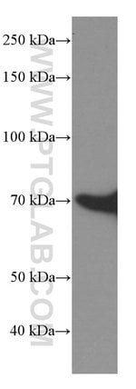 Thumbnail_HSP70 Mouse anti-Human, Mouse, Rat, Yeast, Clone: 4E7E5, Proteintech 150