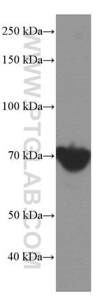 Thumbnail_HSP70 Mouse anti-Human, Mouse, Rat, Yeast, Clone: 4E7E5, Proteintech 150
