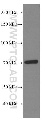 Thumbnail_HSP70 Mouse anti-Human, Mouse, Rat, Yeast, Clone: 4E7E5, Proteintech 150