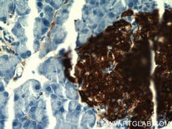 Insulin Mouse anti-Human, Mouse, Clone: 4B6A7, Proteintech:Antibodies:Primary