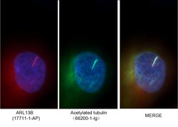 acetylated Tubulin(Lys40) Mouse anti-Canine, Human, Mouse, Porcine, Rat,