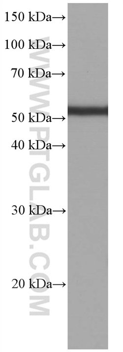 acetylated Tubulin(Lys40) Mouse anti-Canine, Human, Mouse, Porcine, Rat,