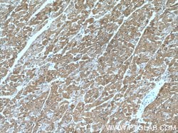 Myoglobin Mouse anti-Human, Rat, Clone: 1A4F7, Proteintech 150 &mu;L | Buy Online | Proteintech Group Inc | Fisher Scientific