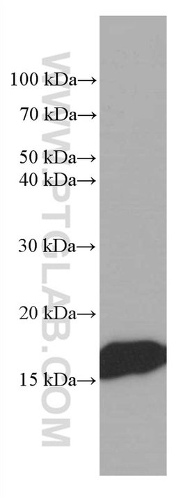 Myoglobin Mouse anti-Human, Rat, Clone: 1A4F7, Proteintech 150 &mu;L | Buy Online | Proteintech Group Inc | Fisher Scientific