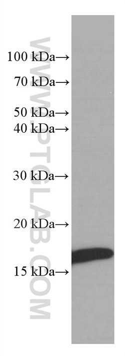 Myoglobin Mouse anti-Human, Rat, Clone: 1A4F7, Proteintech 150 &mu;L | Buy Online | Proteintech Group Inc | Fisher Scientific
