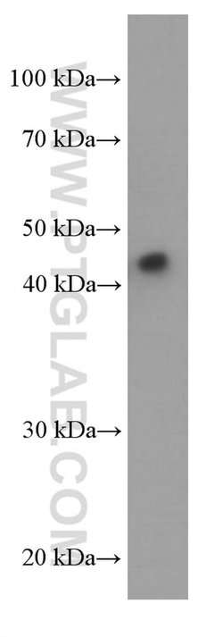 ORM2 Mouse anti-Human, Clone: 4E9H10, Proteintech:Antibodies:Primary Antibodies
