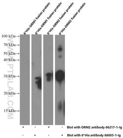 ORM2 Mouse anti-Human, Clone: 4E9H10, Proteintech:Antibodies:Primary Antibodies
