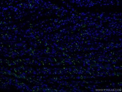 N-cadherin Mouse anti-Human, Mouse, Porcine, Rat, Clone: 1D8B3, Proteintech:Antibodies:Primary
