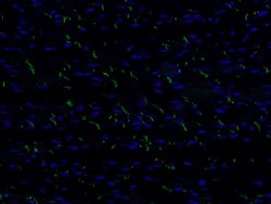 N-cadherin Mouse anti-Human, Mouse, Porcine, Rat, Clone: 1D8B3, Proteintech:Antibodies:Primary