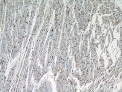 N-cadherin Mouse anti-Human, Mouse, Porcine, Rat, Clone: 1D8B3, Proteintech:Antibodies:Primary