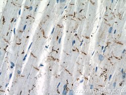 N-cadherin Mouse anti-Human, Mouse, Porcine, Rat, Clone: 1D8B3, Proteintech:Antibodies:Primary