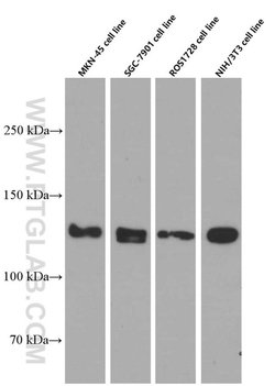 N-cadherin Mouse anti-Human, Mouse, Porcine, Rat, Clone: 1D8B3, Proteintech:Antibodies:Primary