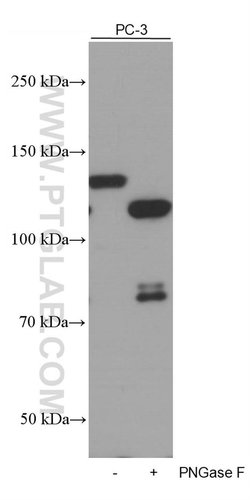 N-cadherin Mouse anti-Human, Mouse, Porcine, Rat, Clone: 1D8B3, Proteintech:Antibodies:Primary