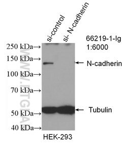N-cadherin Mouse anti-Human, Mouse, Porcine, Rat, Clone: 1D8B3, Proteintech:Antibodies:Primary